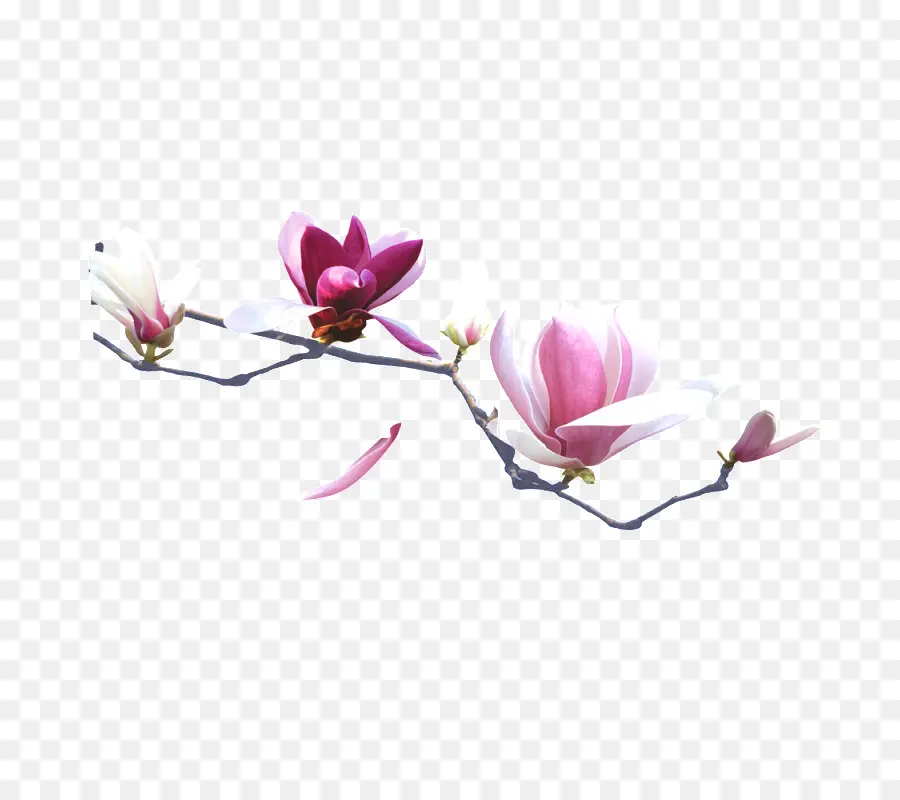 Magnolia，Bifurquer PNG