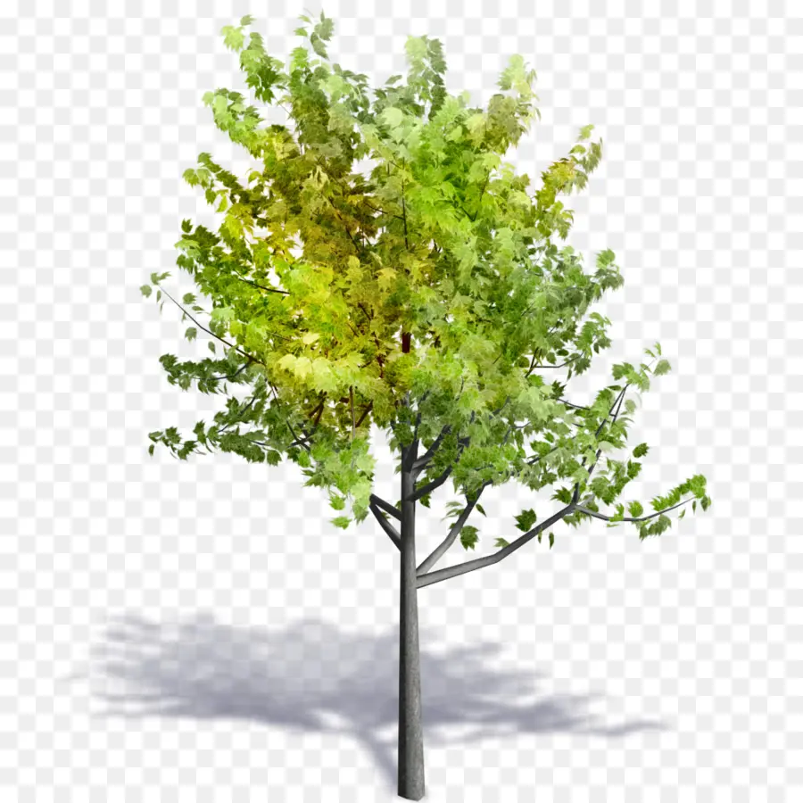 Arbre，Feuilles PNG