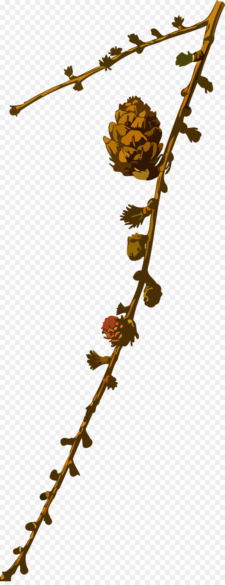 Branche Avec Pomme De Pin，Bifurquer PNG