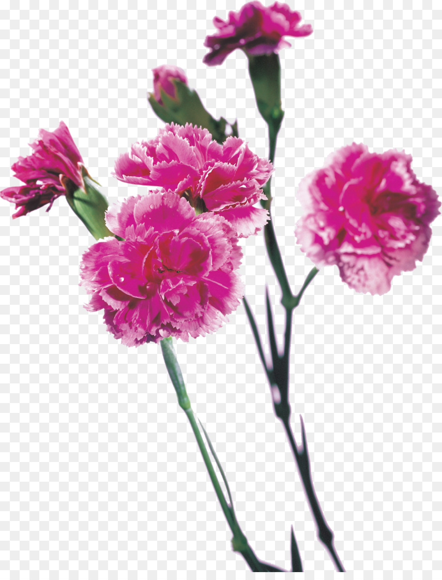 Fleurs D'oeillets，Rose PNG