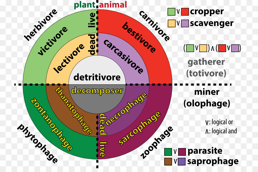 Niveau Trophique，Consommateurs PNG