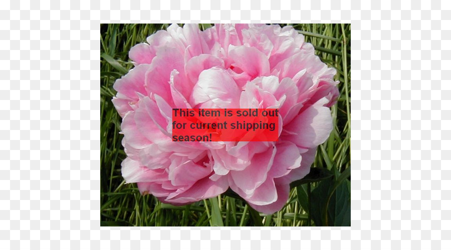 Pivoine，Chou Rose PNG