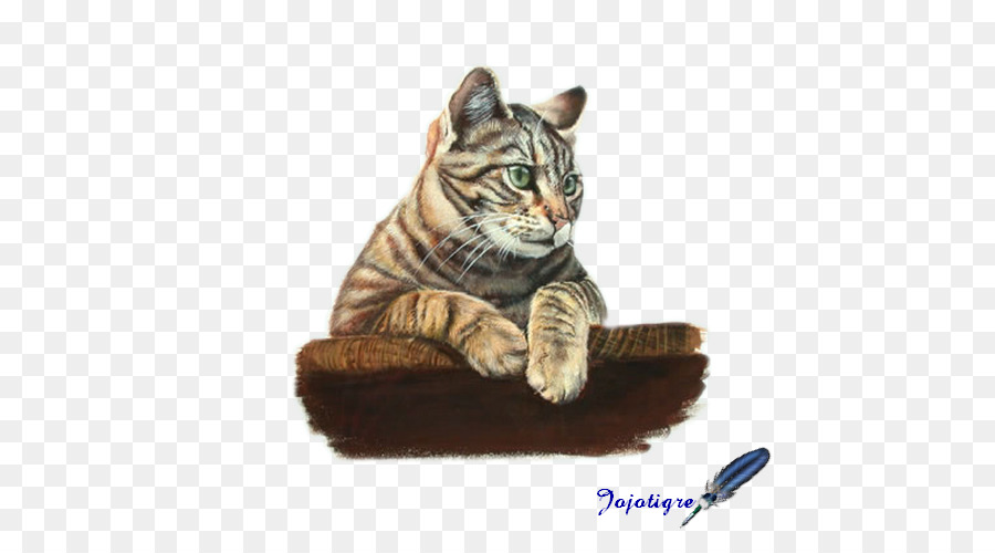 American Shorthair，Chat Tigré PNG