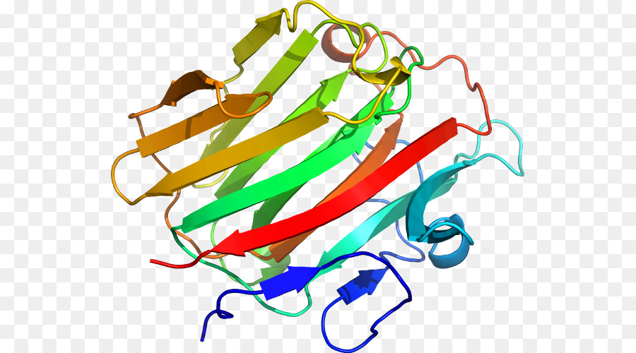 Structure Des Protéines，Biologie PNG