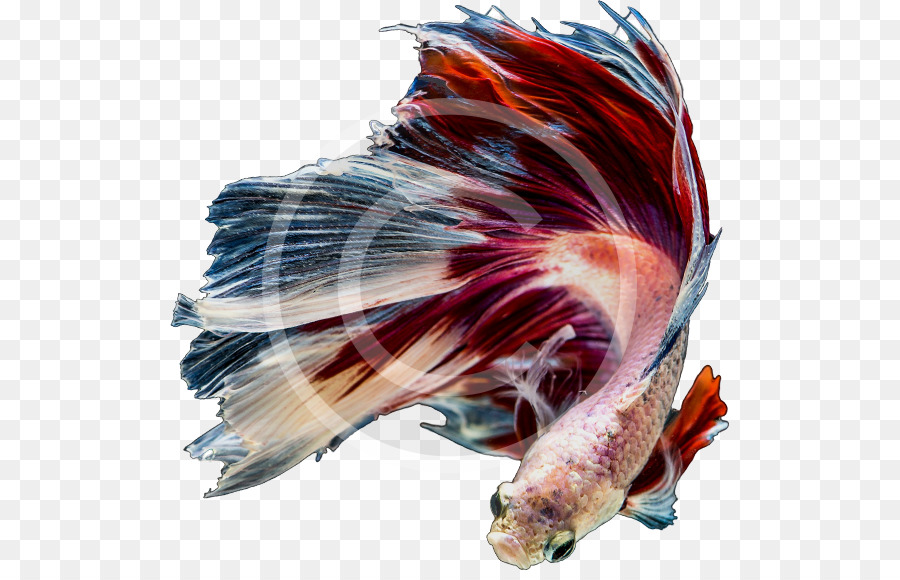 Poisson，Betta PNG