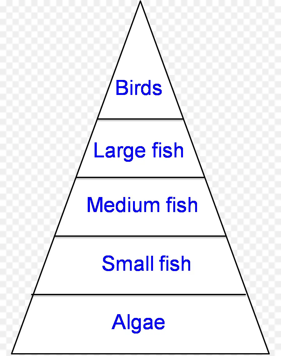 Pyramide Alimentaire，Chaîne Alimentaire PNG