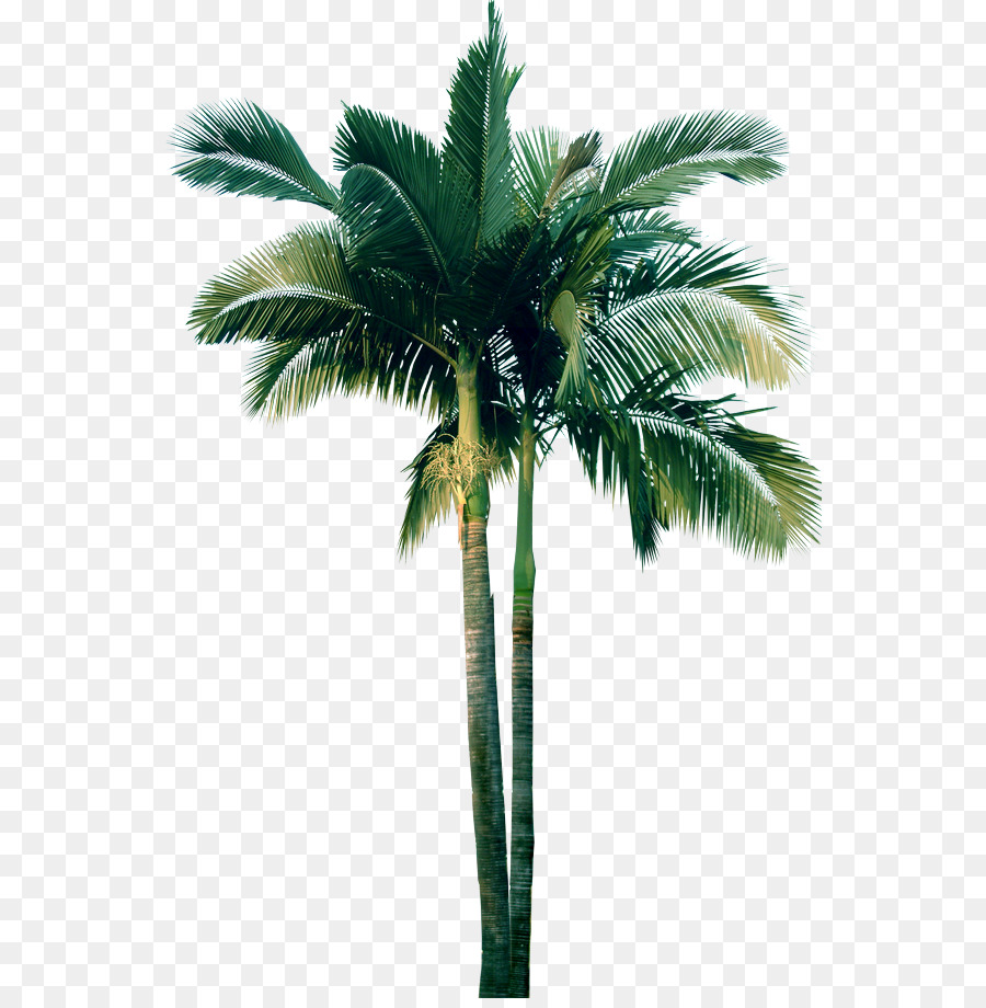 Arecaceae，Arbre PNG