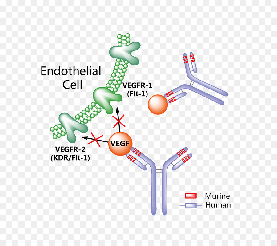 Diagramme Des Cellules Endothéliales，Vegf PNG