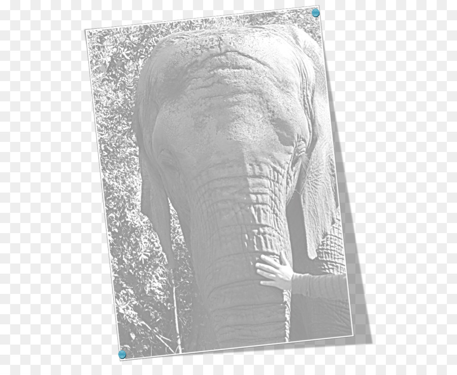 éléphant Indien，L éléphant D Afrique PNG
