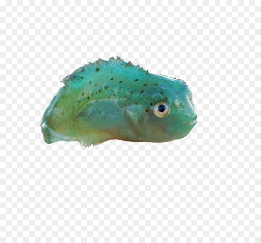 Poisson Vert，Aquatique PNG