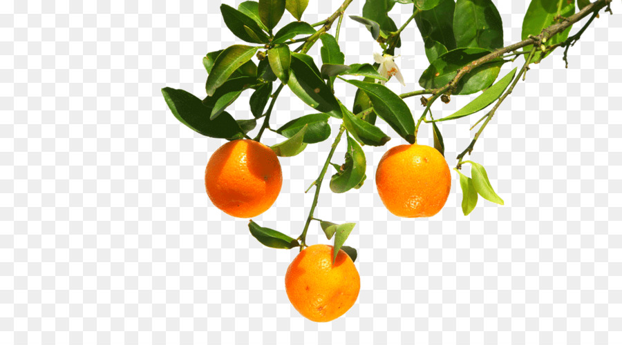 Oranges Sur Arbre，Oranges PNG