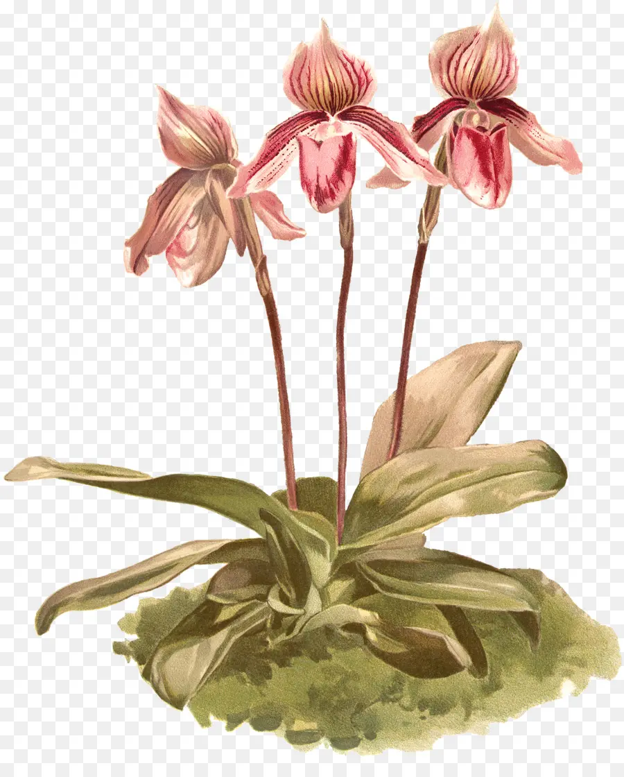 Jersey Lily，Les Fleurs Coupées PNG