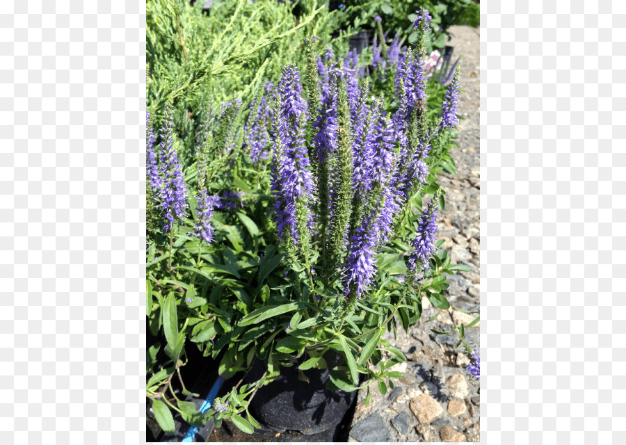 Fleurs Violettes，Jardin PNG