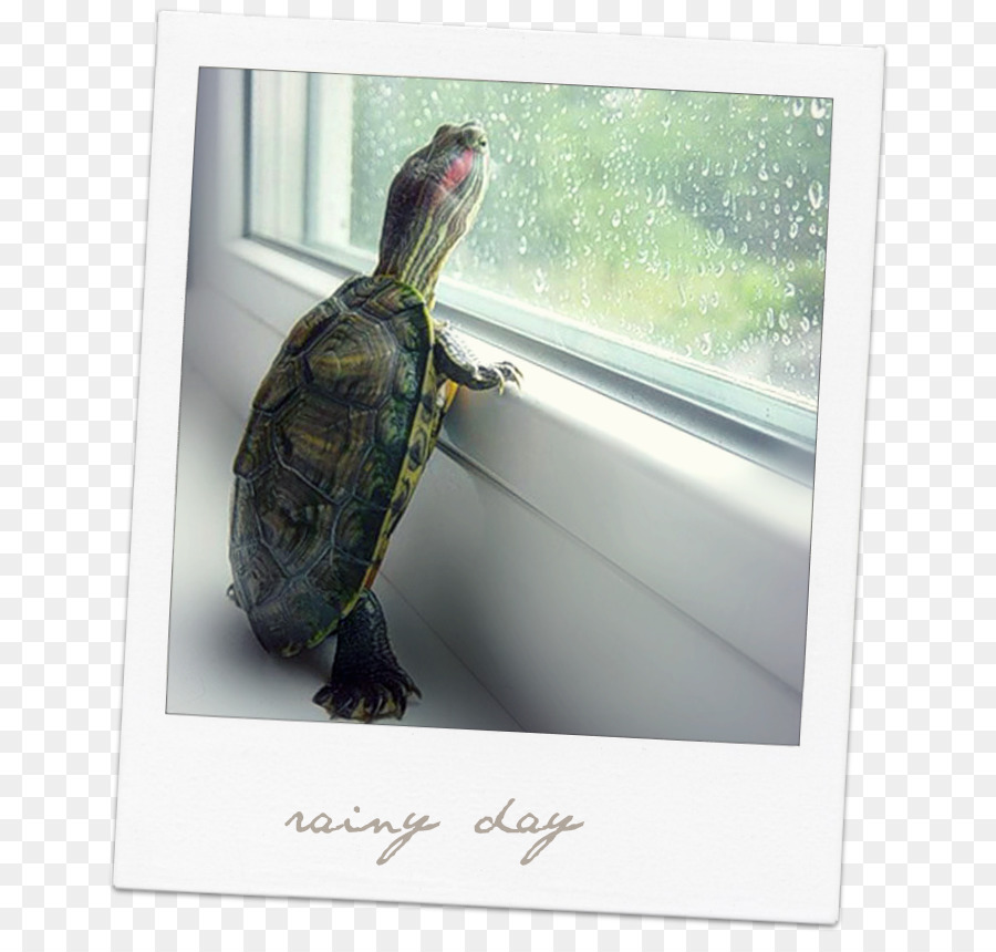 Tortue，Reptile PNG