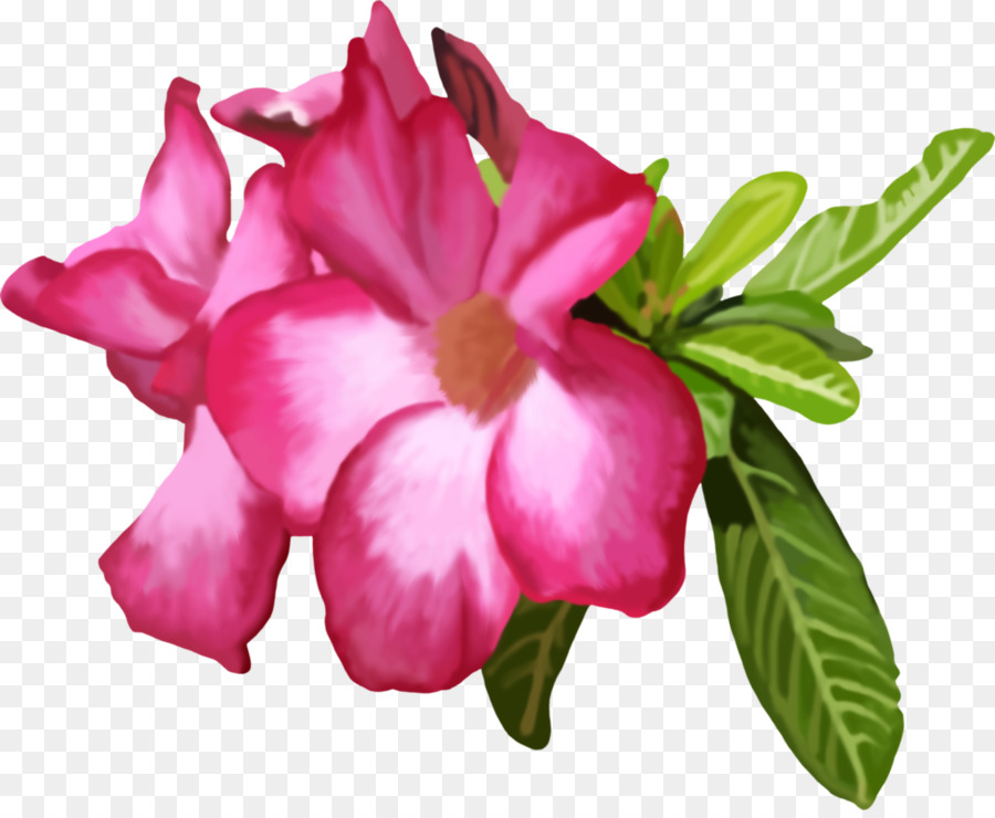 Fleurs Roses，Fleurs PNG