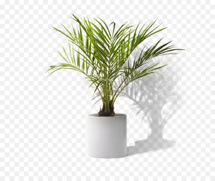 Plante En Pot，Pot PNG