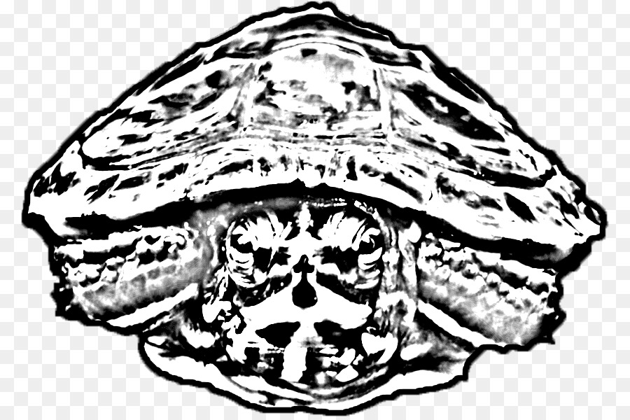 Tortue，Crâne PNG