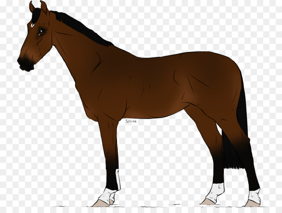 Cheval，équidé PNG