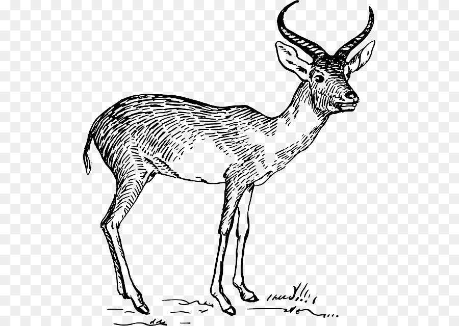 Pronghorn，Antilope PNG