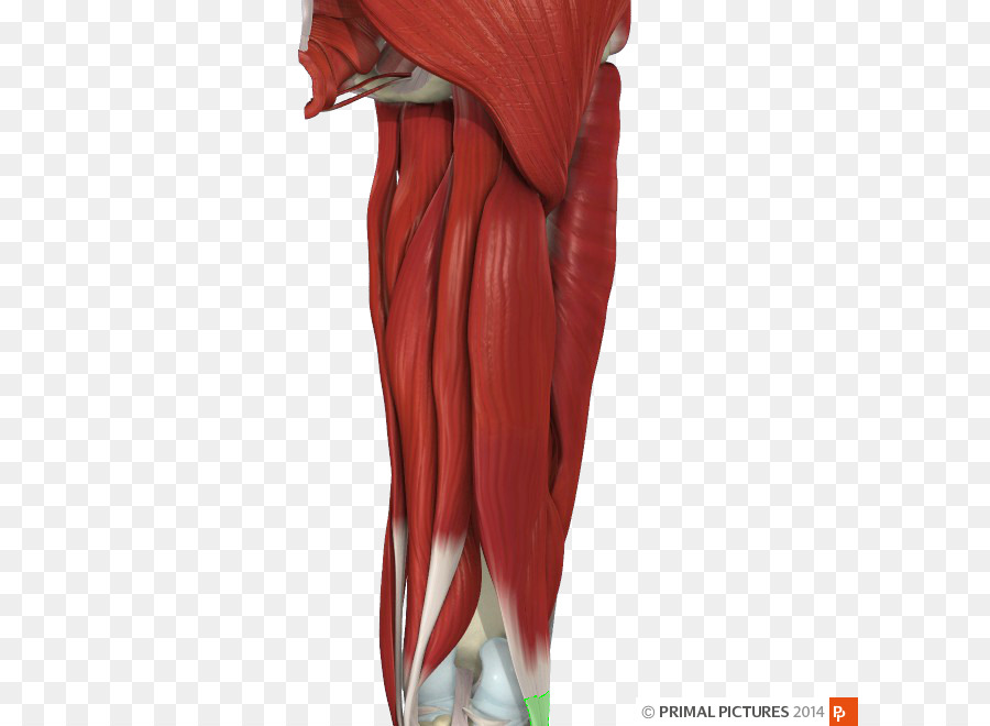 Muscles Des Jambes，Muscle PNG