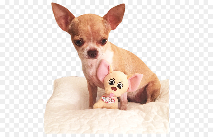 Chihuahua，Chien PNG