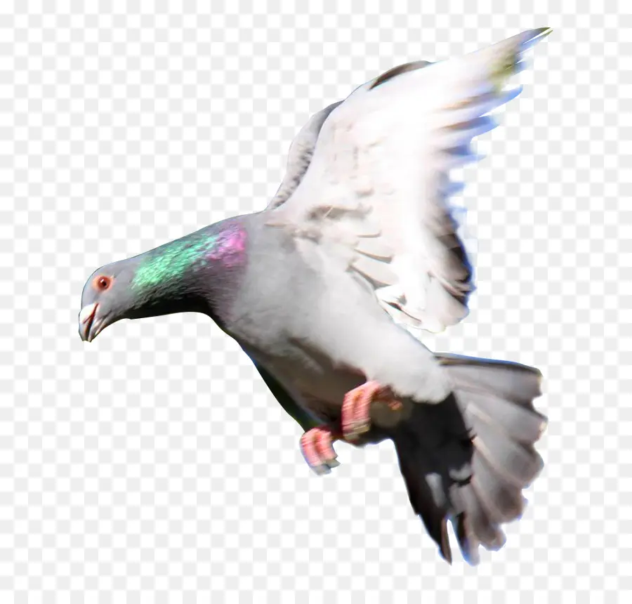 Pigeon，Oiseau PNG