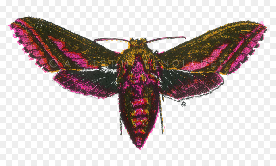 Papillon De Nuit，Insecte PNG