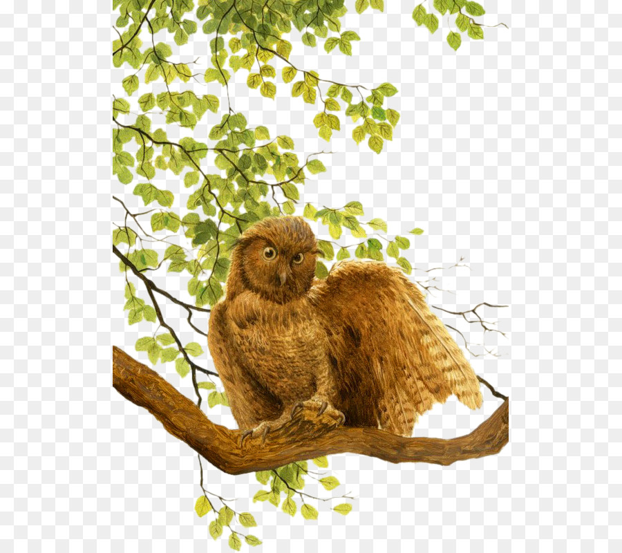 Hibou，Arbre PNG