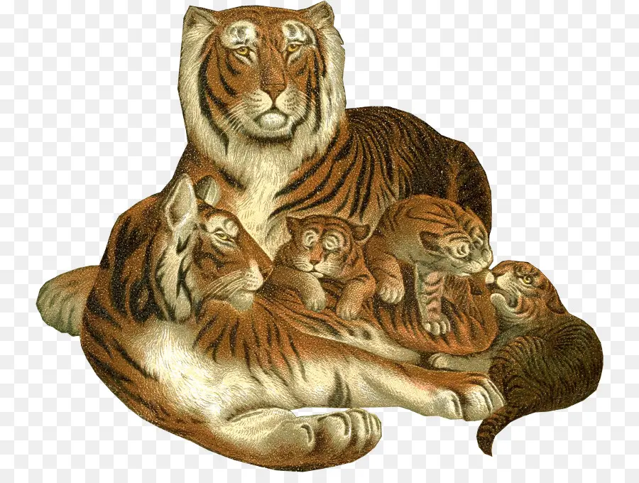 Famille Tigre，Mère PNG