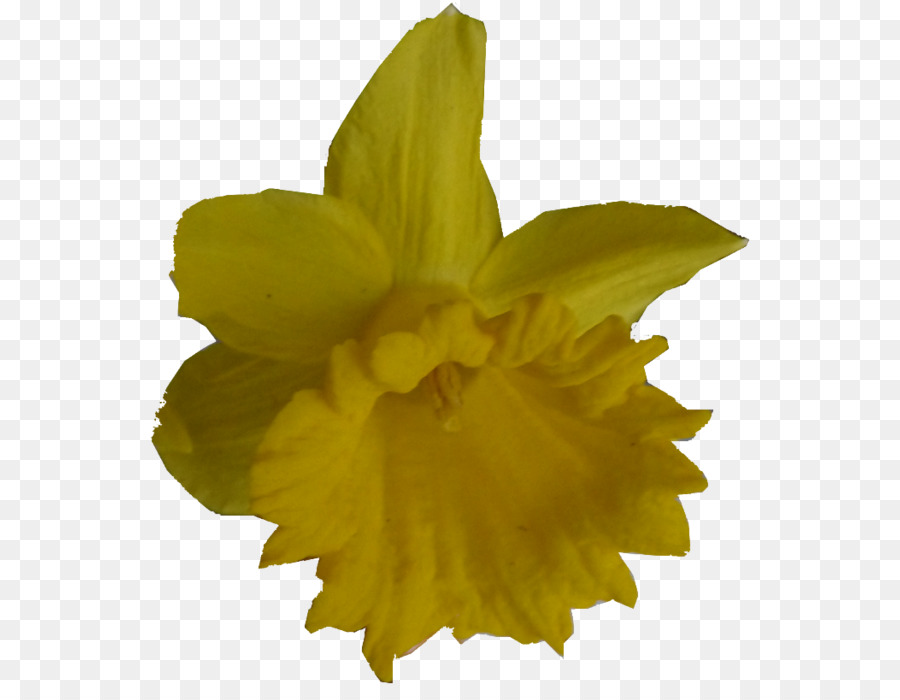 Fleur Jaune，Pétales PNG