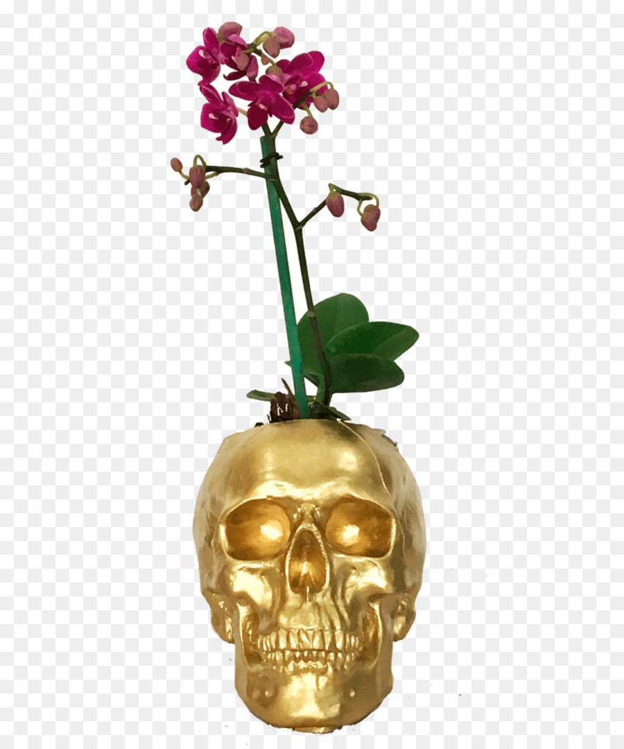 Teigne Des Orchidées，Vase PNG