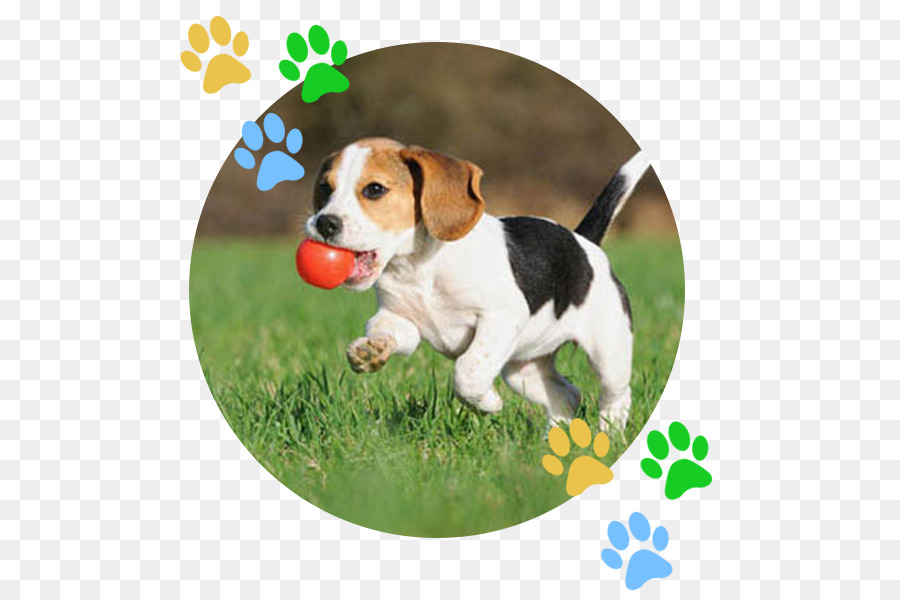 Beagle，Chiot PNG