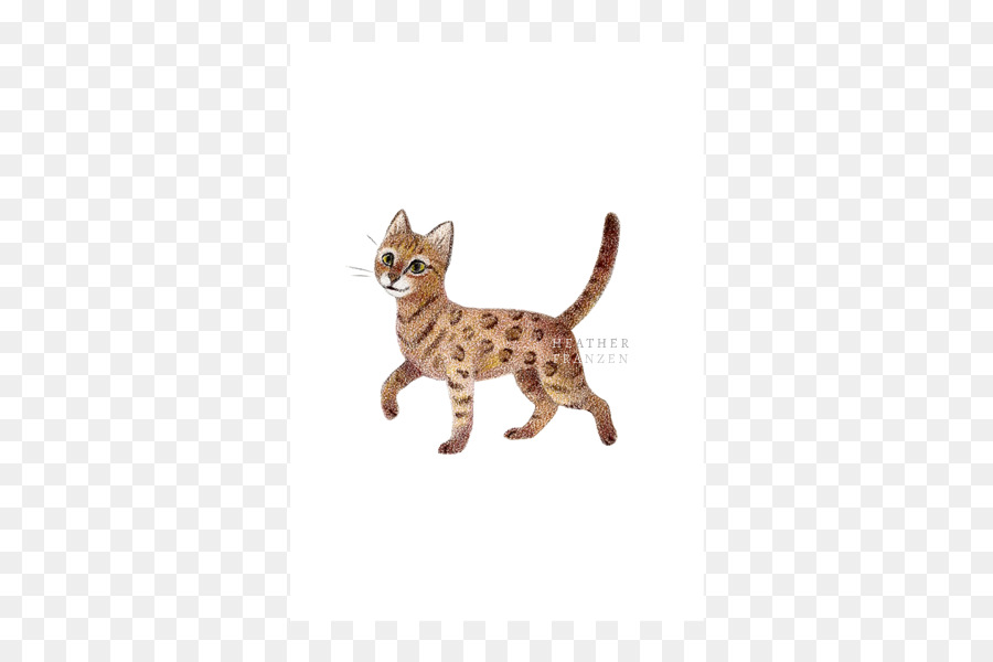 Chat，Chaton PNG