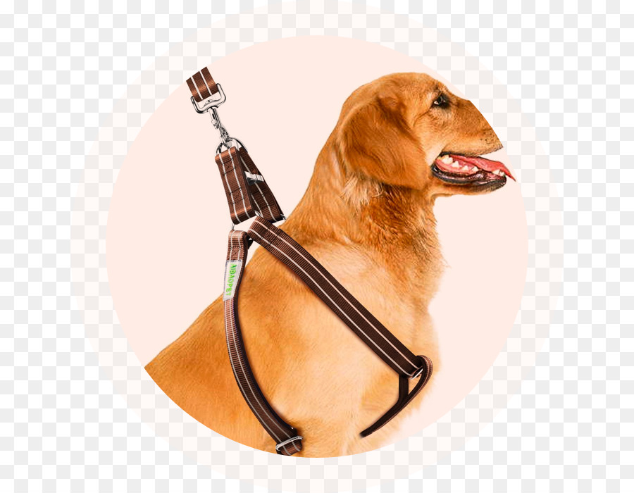 Harnais Pour Chien，Laisse PNG