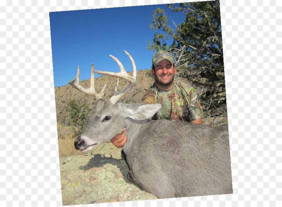 Rennes，Whitetailed Cerf PNG