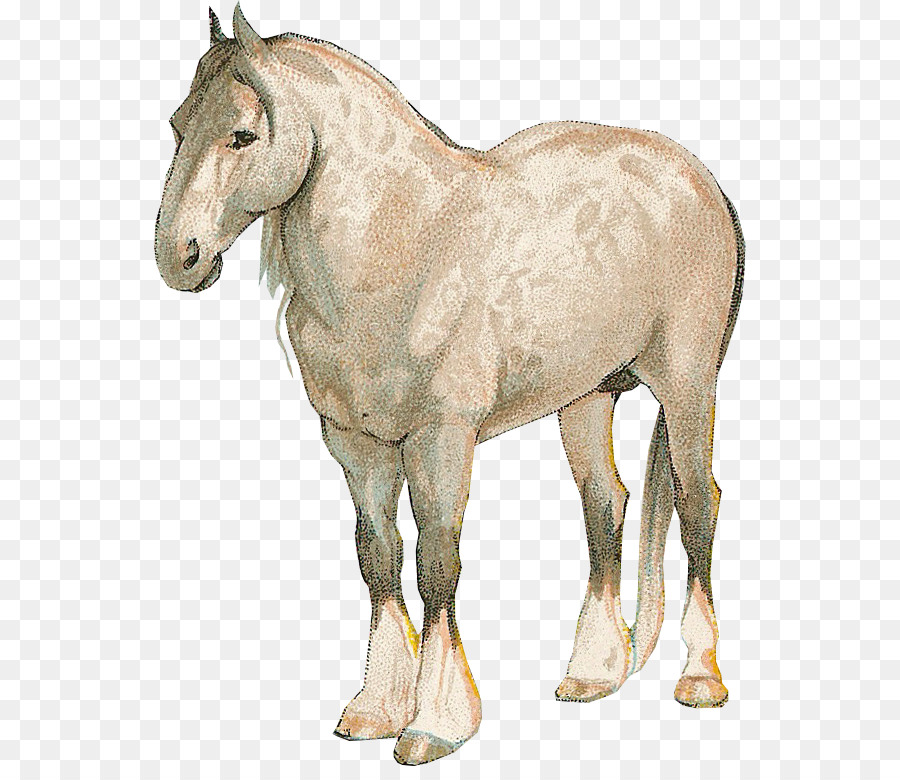 Cheval，Esquisser PNG