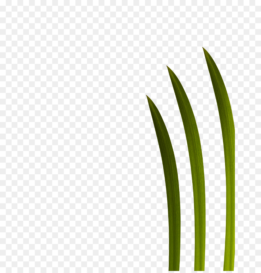 Feuille，Herbes PNG