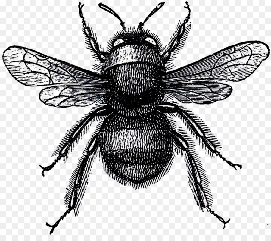 Abeille，Insecte PNG