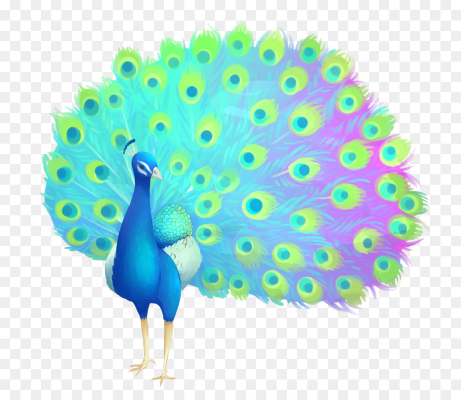 Paon，Plumes PNG