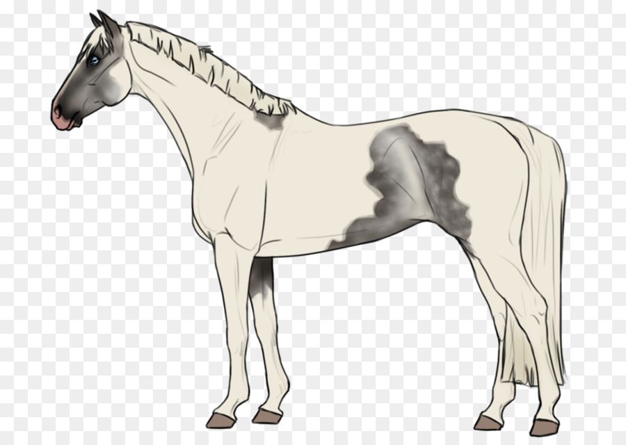 Cheval Zèbre，Zèbre PNG