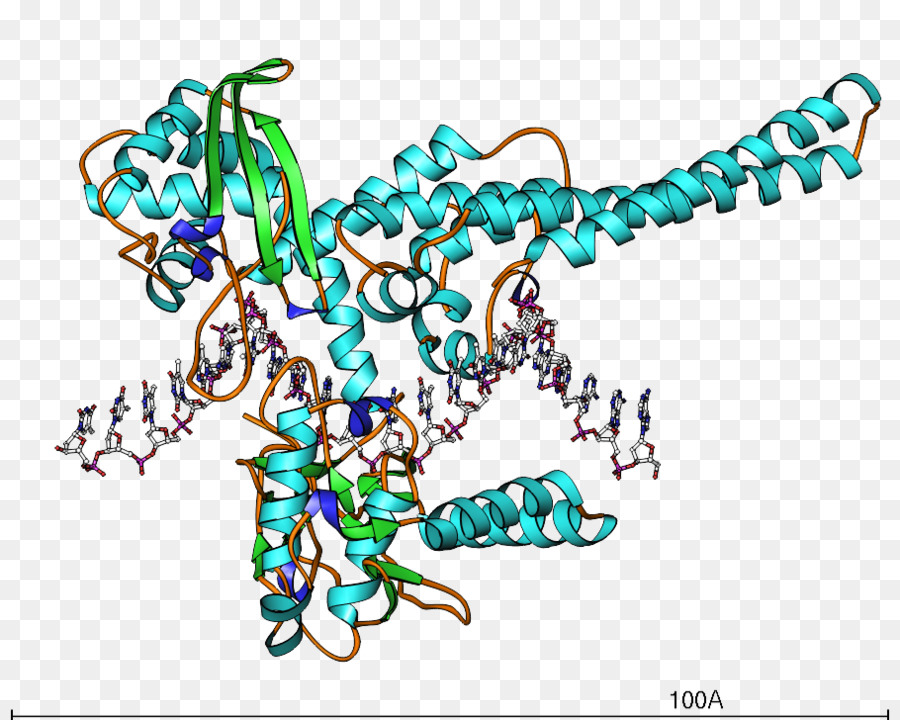 Structure Des Protéines，Molécule PNG