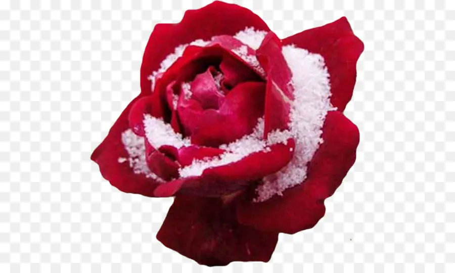 Rose Rouge Avec De La Neige，Rose PNG