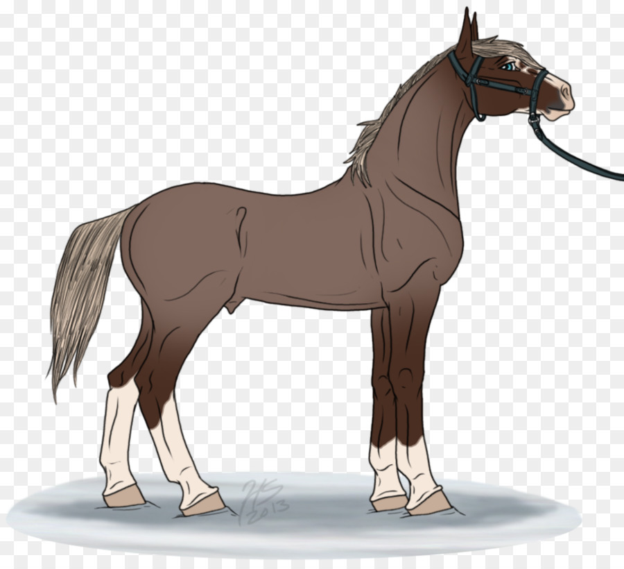 Cheval，équidé PNG