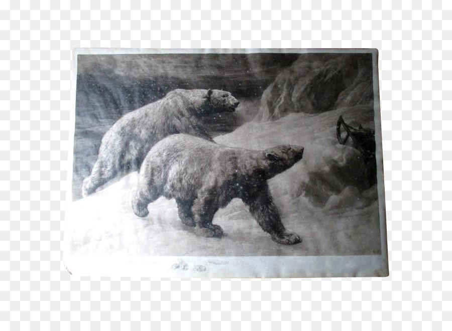 L Ours Polaire，Gravure PNG