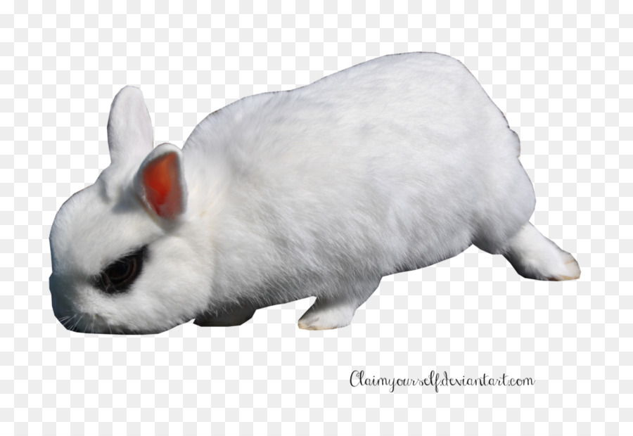 Lapin，Blanc PNG