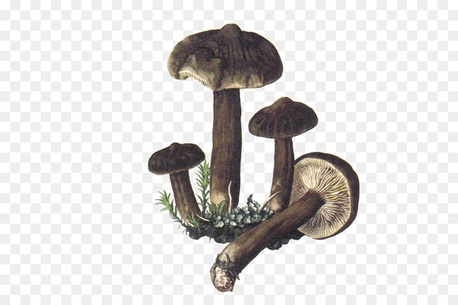 Champignons，Grappe PNG