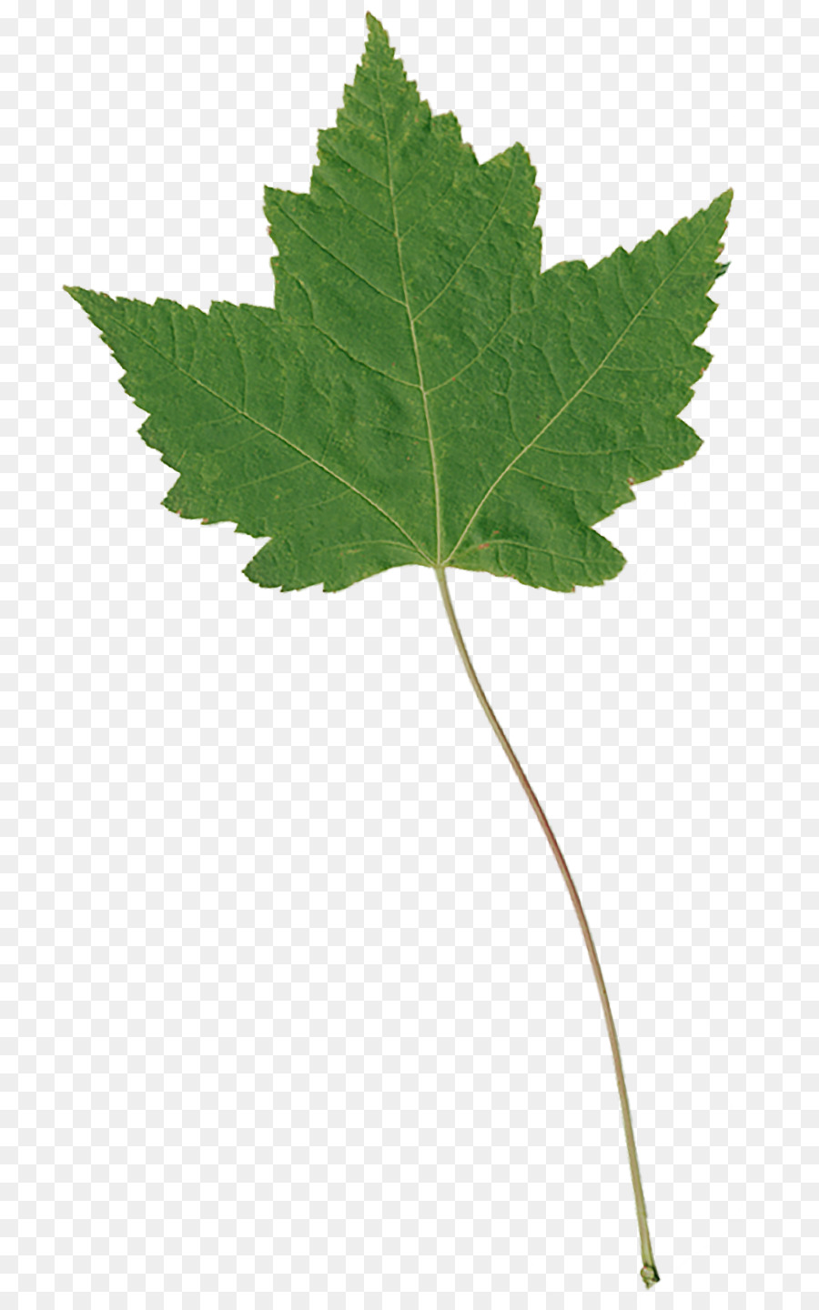 Platanes，Feuille PNG