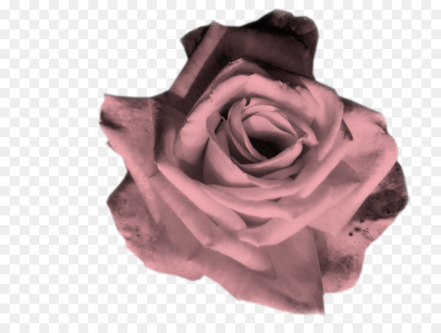 Rose En Forme De Coeur，Amour PNG