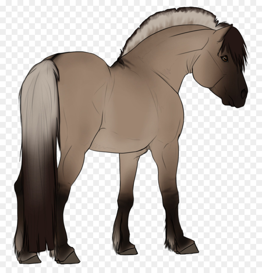 Chevaux，Poulain PNG