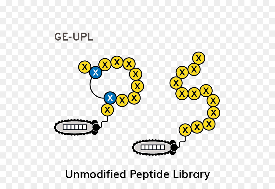 Peptidiques，Affichage Bactériophage PNG